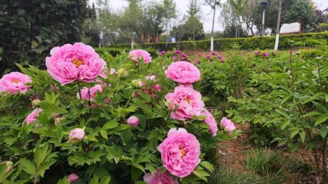 河南新安县:牡丹盛开家门口 市民乐享好春光