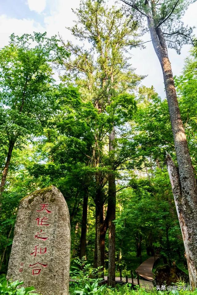 探秘中国最美古树群——吉林长白山古树公园