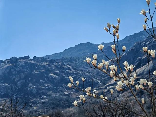 连云港春日“顶流”来啦！