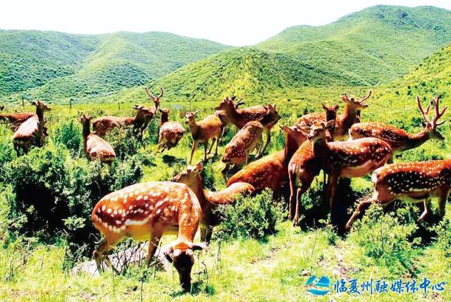 走进避暑天堂 畅游清凉秘境——沿太子山旅游大通道自驾之旅