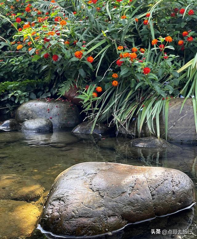 成都坐地铁最新赏花地，近百亩金色花田，超级惊艳，不要门票！
