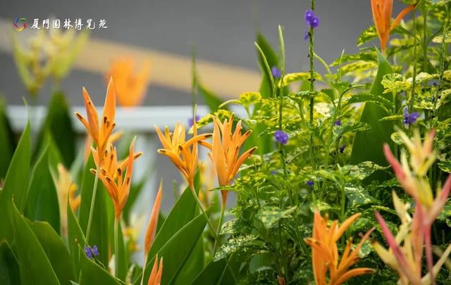 厦门秋季花海上新！红火焰、粉花海、黄金雨、橙灯笼……邂逅9月浪漫~