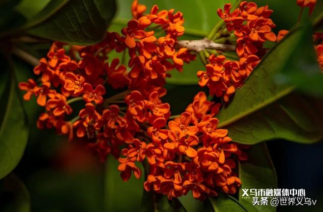 今日义乌丨义乌之秋，太仙啦