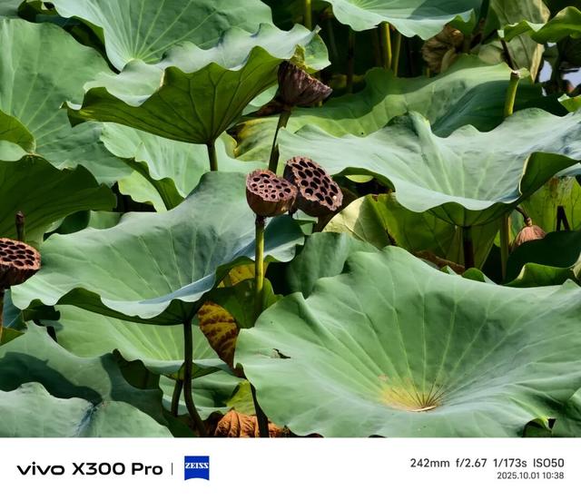 vivo X300系列评测：同级巅峰影像 出片易如反掌