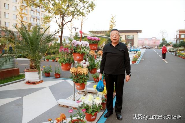 携老伴虹桥花园赏菊（下）