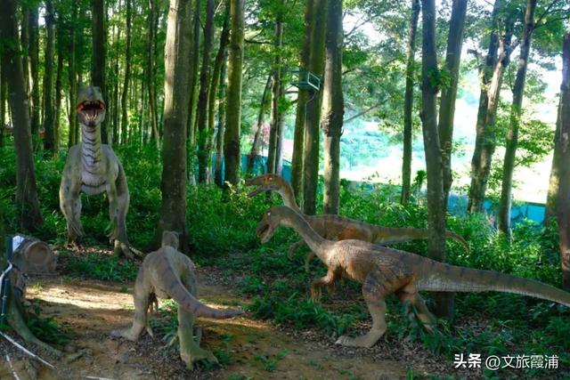 每日一村:茶岗村——茶香畲韵交融,山海间的文旅活力地