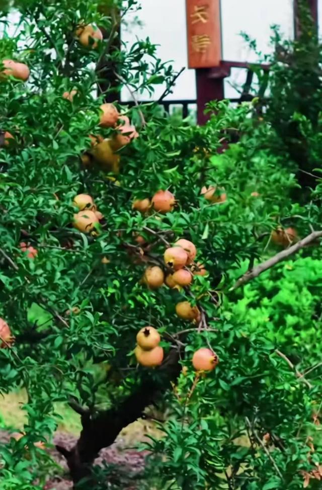 山东枣庄三天二夜深度游玩指南