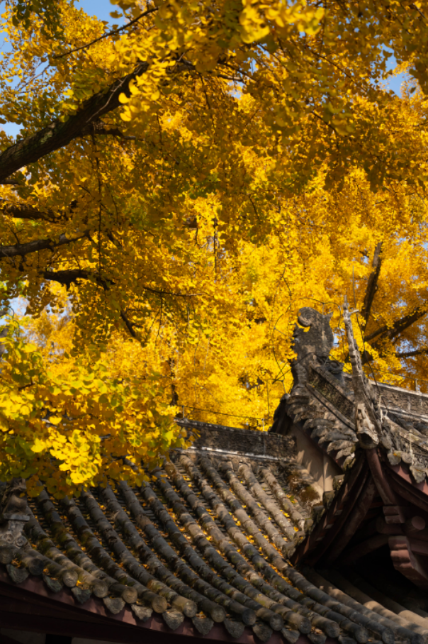 【美丽四川】一年一度朋友圈银杏比美时刻又来了！