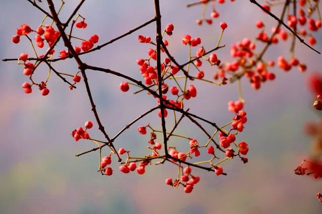 邂逅山亭的冬季美学