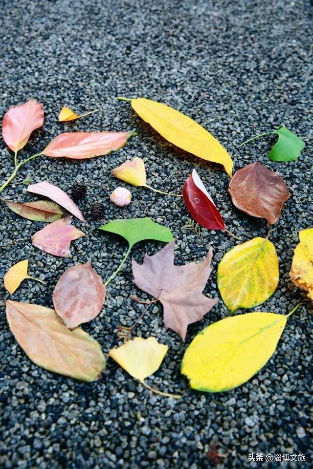 🤏捡捡捡，淄博惊现“捡秋”大神！海岱楼、周村大街…全被捡出来了→