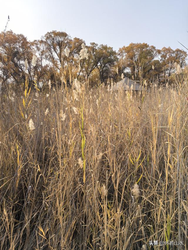 2025环南疆沙漠铁路背包自由行日记(4)——游览泽普金湖杨景区