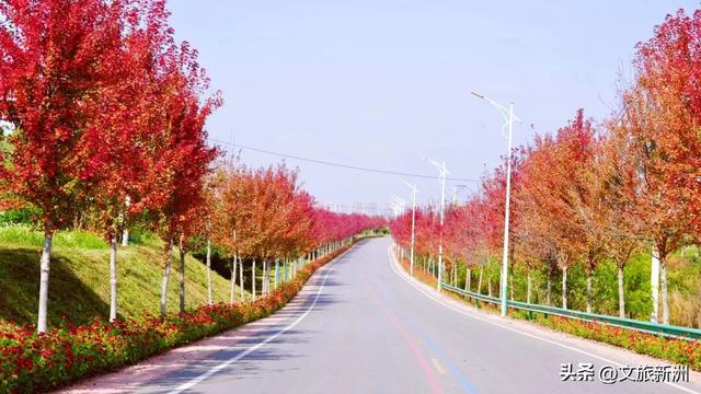 红枫公路、孤独的树......新洲这波秋日「隐藏款」，你知道几个？