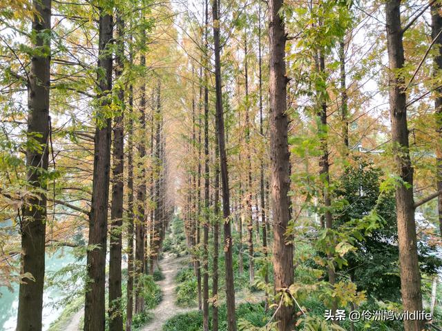 成都徒步（71）·昭觉寺银杏&升仙湖水杉