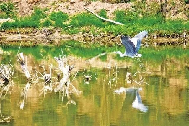 黄土高原的“江南秘境”——甘肃会宁齐靳湿地生态掠影