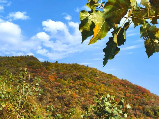 什么叫层林尽染？马谷田镇义和寨东边的堰塘寺告诉您！