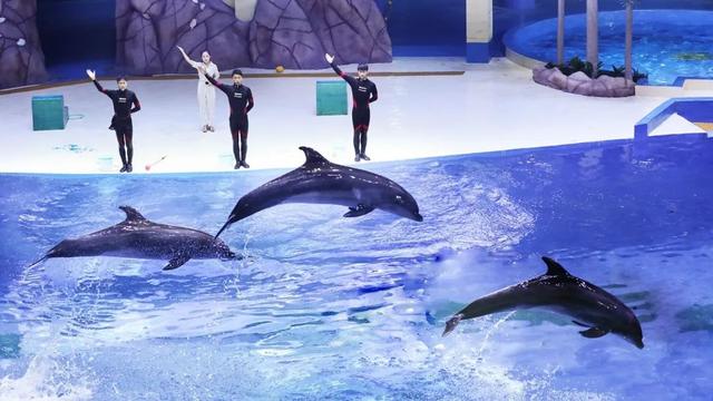 @皖冀游客，潍坊文旅邀您来“薅羊毛”了！