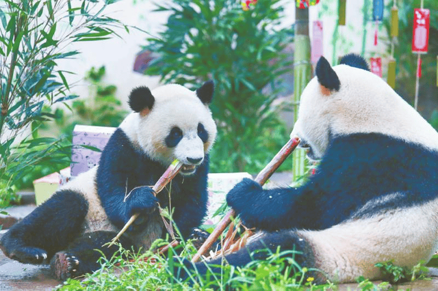 【文旅】雅安市雨城区：建设世界大熊猫文化旅游重要目的地首位引领区