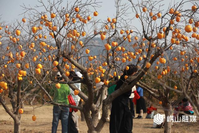 崂山沙子口：双拥公园丹柿如火 成网红打卡地
