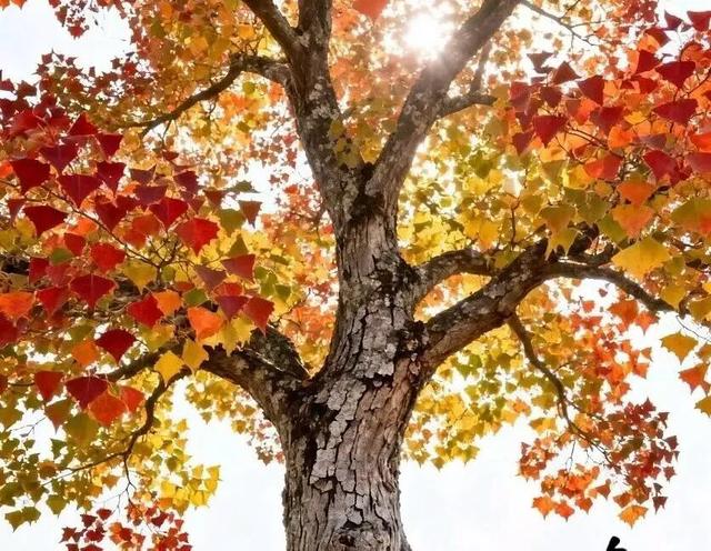 遇见，江小乌桕树