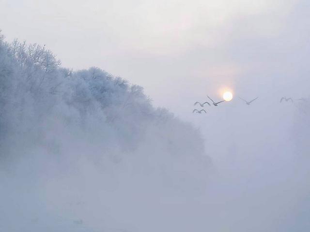 伊宁天鹅泉湿地公园：冬日里的生态诗画