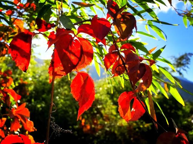 秋天的陇南，有什么好看的？