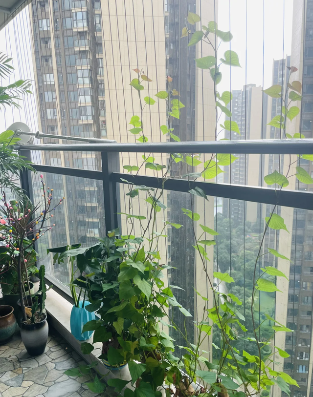 江苏一女子因一棵“水培红薯”走红，网友：美到心坎里，太治愈了