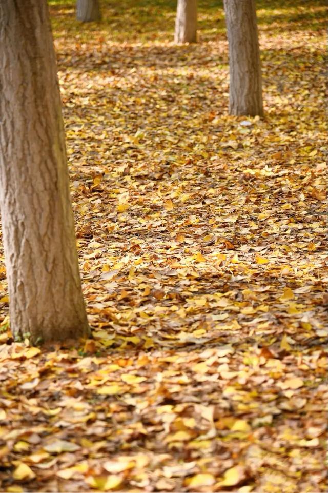 在未央 见一面这叶落启冬的浪漫