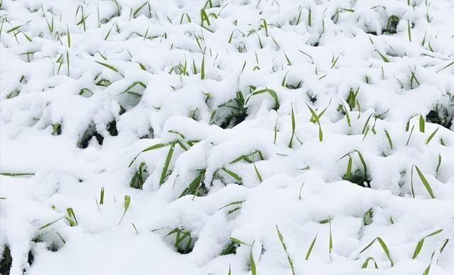 “大雪多不多，就看立冬”，今日立冬，今年冬天雪多会冷到哭吗？