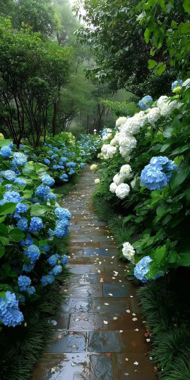 雨中绣球花道，这景色太治愈啦