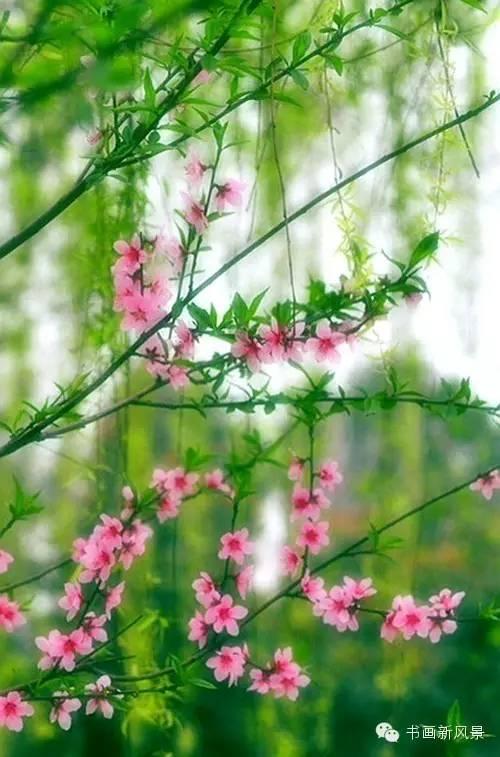 醉是春花烂漫时