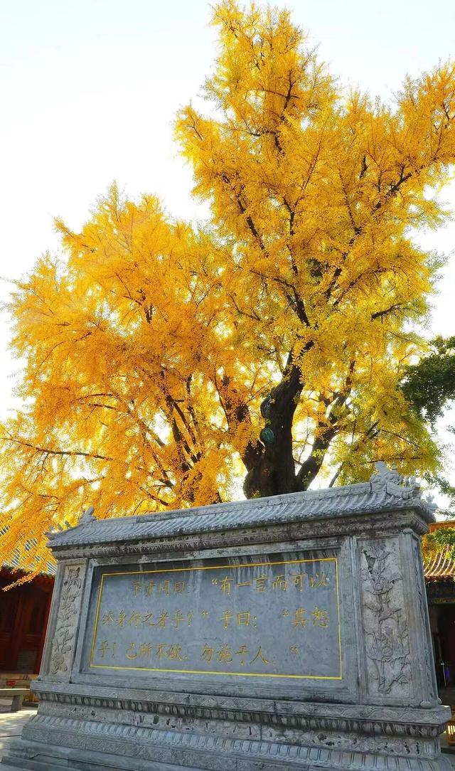 此刻的临沂，把清欢藏进风景里