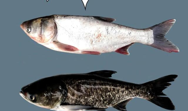 白鲢很难吃吗？白鲢和花鲢什么区别	，为啥价格相差这么大？