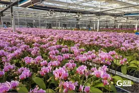蝴蝶兰成“致富花”、玫瑰小镇打造生态产业链……青岛“花卉经济”美丽绽放图片