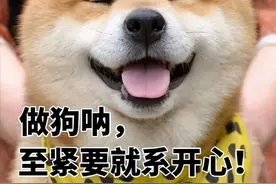 养柴犬前要先了解！别被它可爱的外表欺骗图片