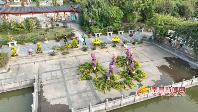 天香园万余株菊花扮靓冬日