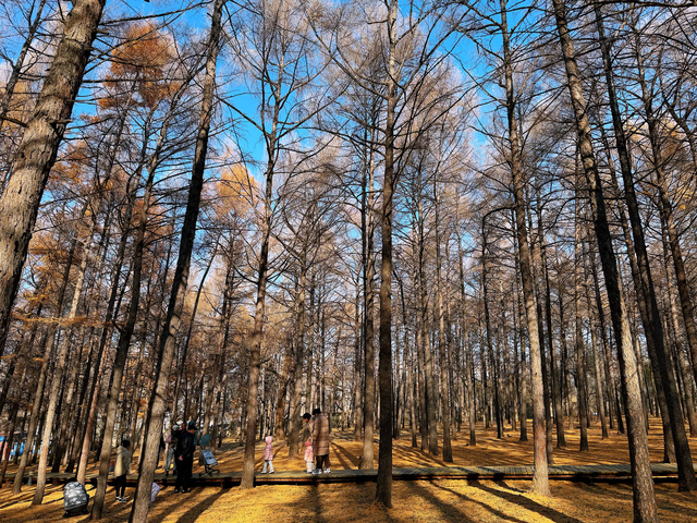 来哈尔滨欧亚之窗赏松林秋景
