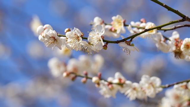 永泰：李梅之乡 冬来飞“雪”