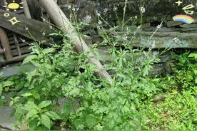 农村随处可见的马鞭草，铁马鞭，燕尾草，煮水当茶喝，作用厉害了图片