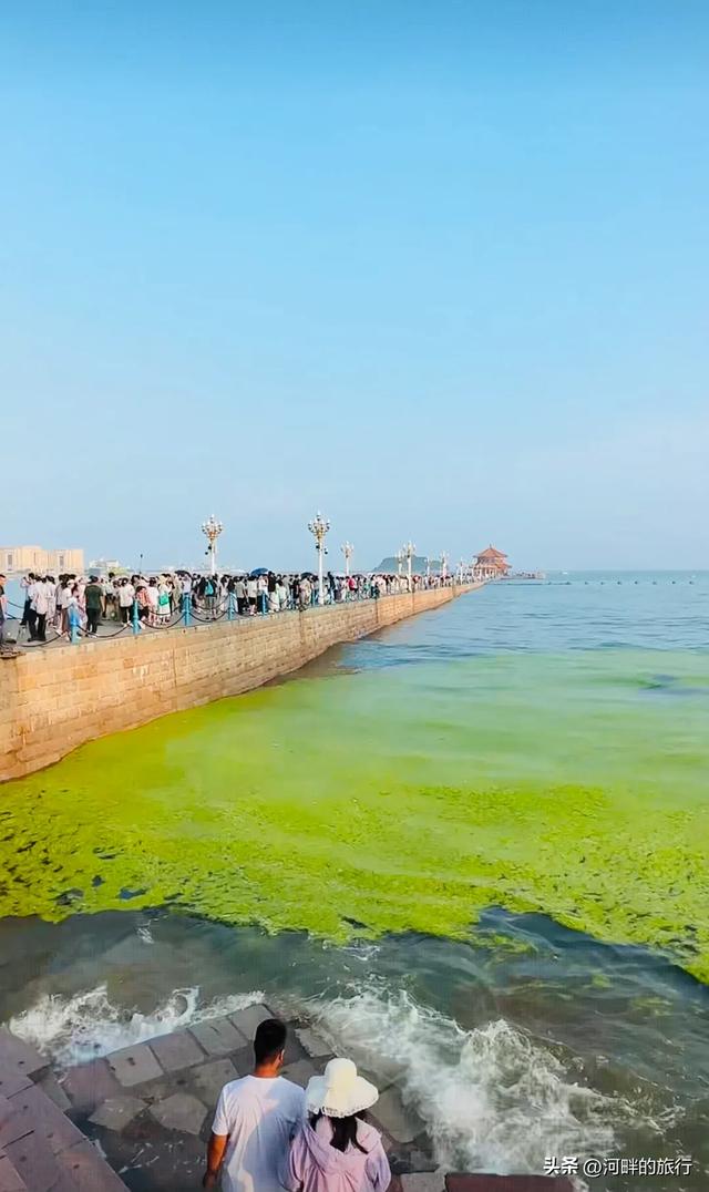 青岛大海，开始飘了浒苔