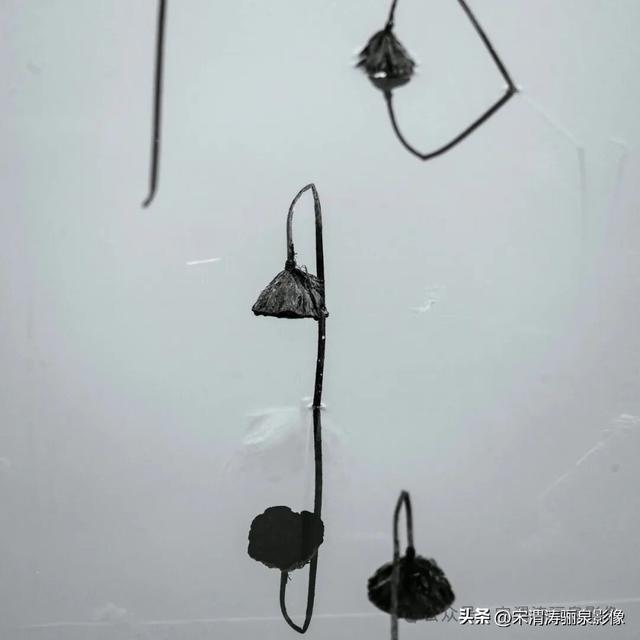 陕西渭南：人民公园秋天的残荷淡如水 美如画 凄凉如人生