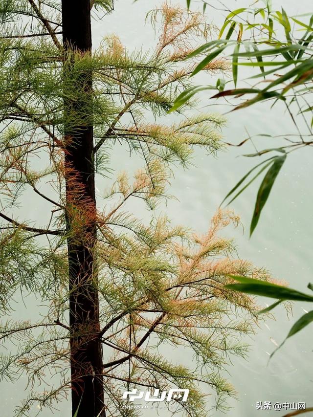 太出片啦！中山焦糖色「落羽杉」上线