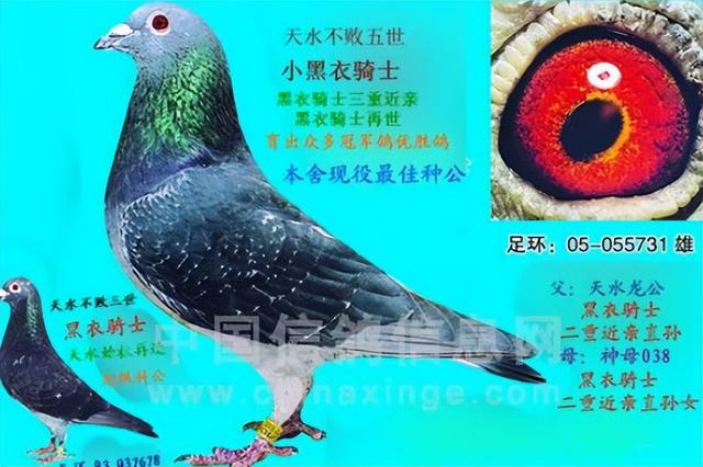 极端近亲配：育种成功的关键