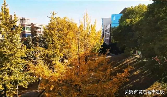 限时绝美!黄石街头颜值巅峰 周末来打卡