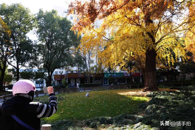 又是一年银杏璀璨时,上海闵行一棵300余年古银杏树进入醉美时刻