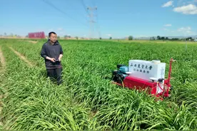 “飞机+坦克”助力黄花稳产增收图片