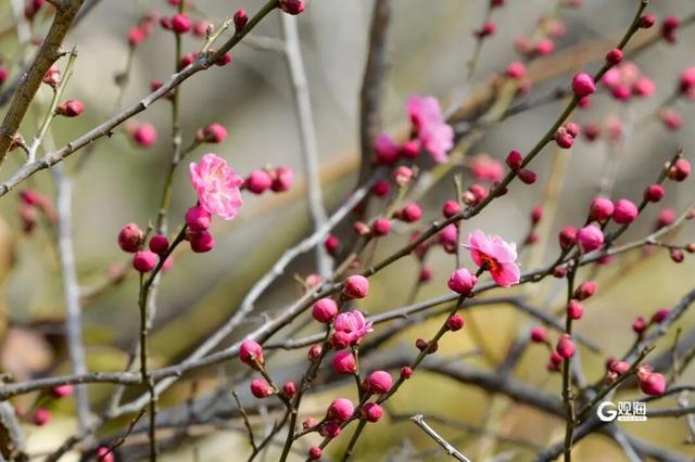 市南的2026，应该这样过...