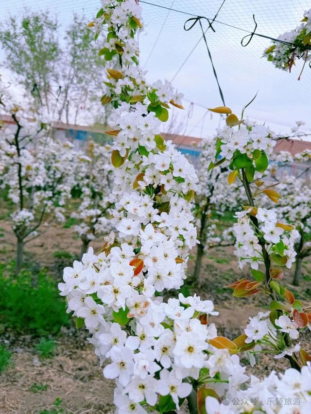 梨花又开放，铁营镇大白张村第三届梨花节邀您共赴春日盛宴！