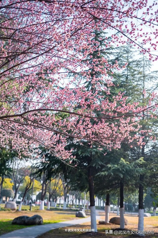 10万株！粉色花海开爆武汉，免费打卡