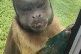 合肥动物园“国字脸”猴丑出圈，保育员：比其他猴类更聪明图片