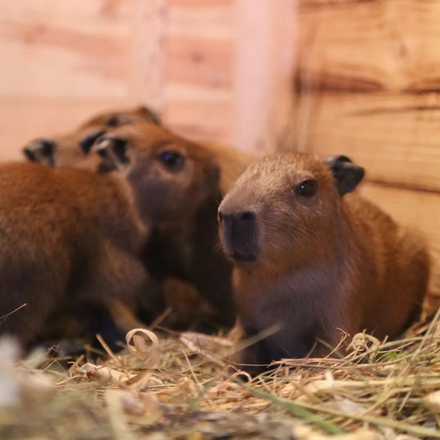 山东有自己的“疯狂动物城”！